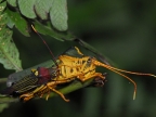 Peru – Amazonia – Grasshopper Hippacris diversa