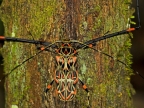 Harlequin Longhorn Beetle