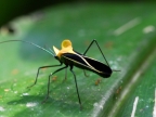 True Bug Coreaidae