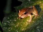 Amazon Hyla Tree Frog