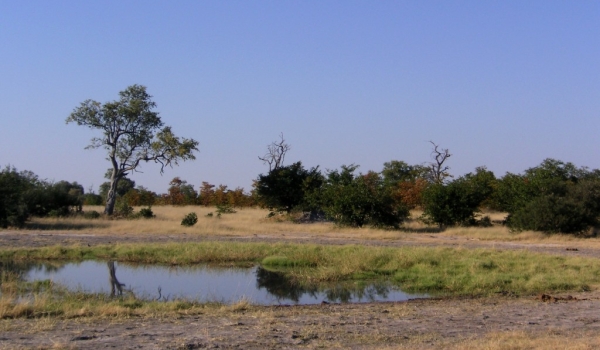 Botswana bush