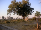 Botswana bush