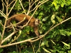 Brown Capuchin