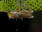 Gladiator tree frog