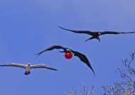 Frigatebirds & Masked Booby