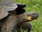 Galapagos Tortoise