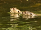 Giant Otters