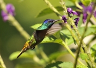 Peru – Amazonia – Golden-tailed Sapphire