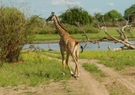 Giraffe looking for water