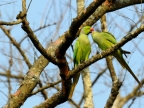 Rose-ringed Parakeets