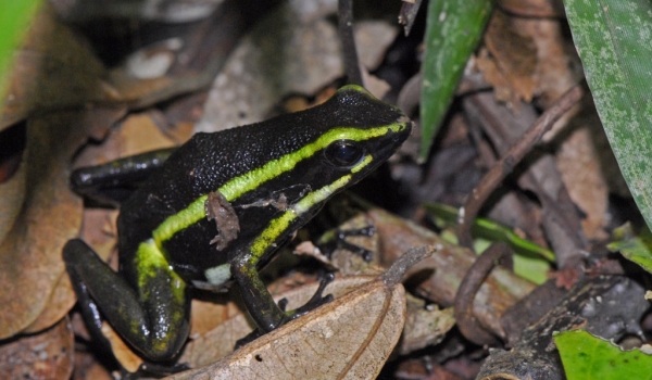 Spot-legged Poison-dart Frog