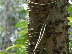 Thorns of Pachira quinata