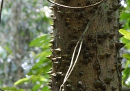 Thorns of Pachira quinata