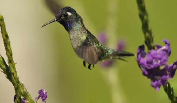 Violet-headed Hummingbird