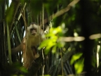 White-fronted Capuchin