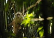 White-fronted Capuchin