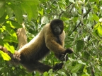 Amazonia – Monkeys