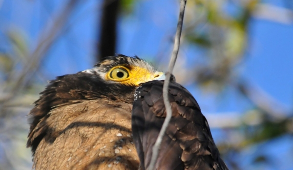 Crested  Serpent Eagle