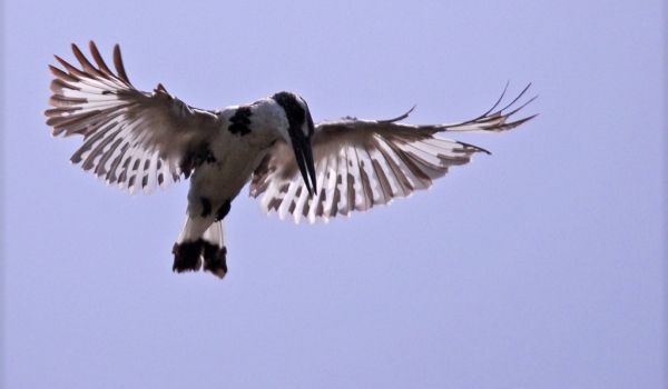 Indian Pied Kingfisher