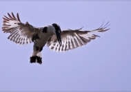 Indian Pied Kingfisher