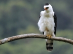 Black & white Hawk-Eagle