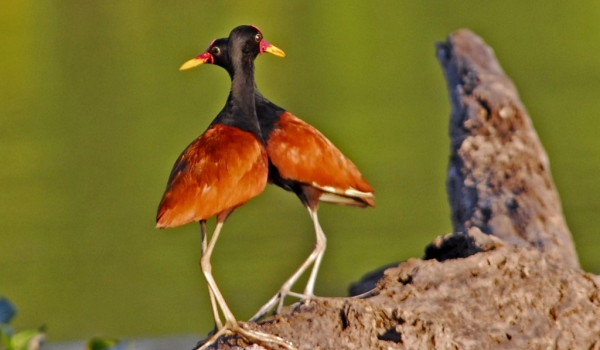 Pantanal – Wattled Jacanas