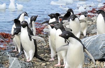 Picture of Adelie Penguins