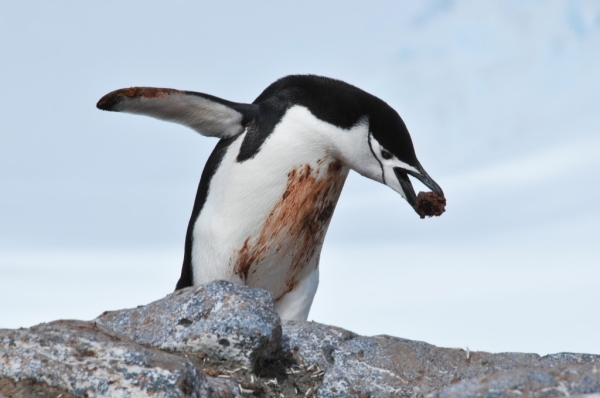 Chinstrap penguin – Antarctica