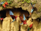Red & Green Macaws