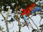 Red & green Macaws