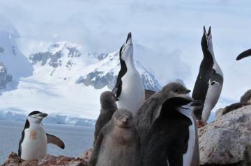 Chinstrap Penguins in Antarctica