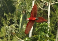 Red & Green Macaw