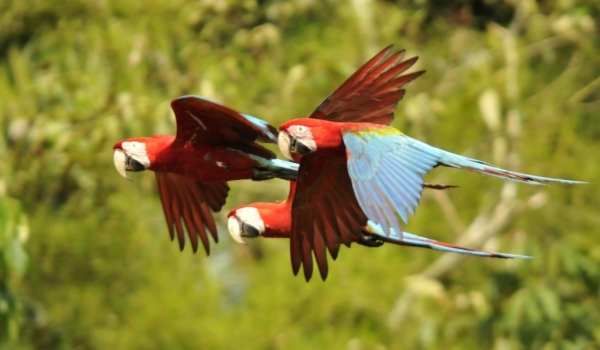 Red & Green Macaws