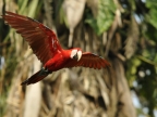 Red & Green Macaw