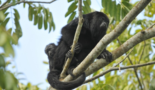 Yucatan Black Howler Monkey