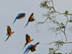 Blue & Yellow Macaws