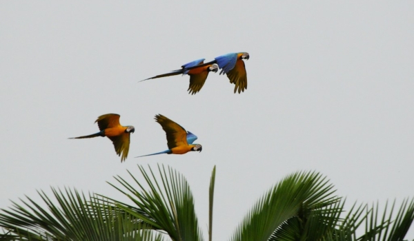 Blue & Yellow Macaws