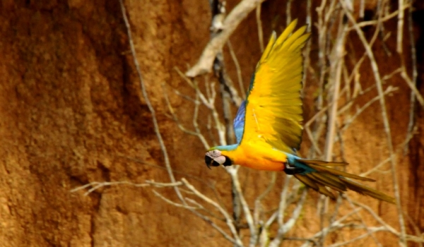 Blue & yellow Macaws