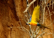 Blue & yellow Macaws
