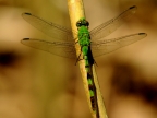Green-striped Dragonfly