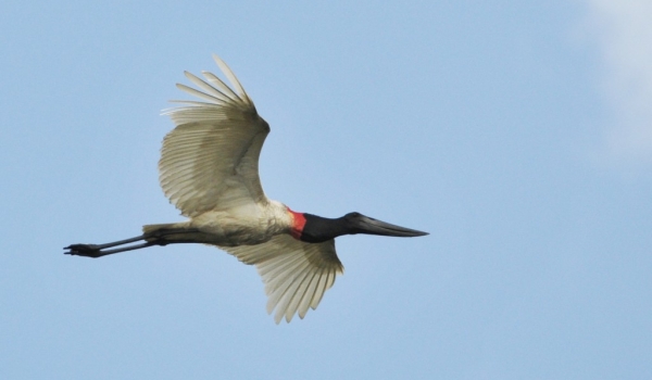 Jabiru Stork