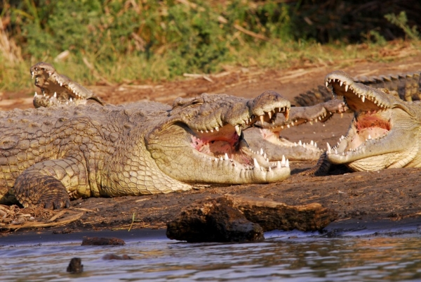 Ethiopia – « Crocodile Market » – Lake Chamo