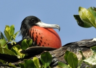 Male Frigatebird