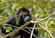 Yucatan Black Howler Monkey