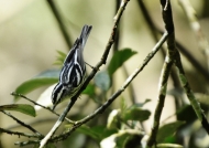 Black-&-white Warbler