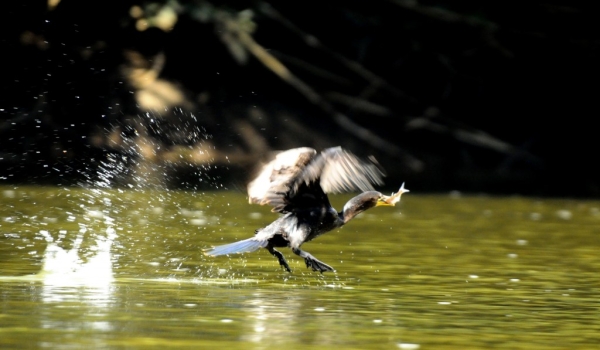 Neotropic Cormorant fishing