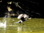 Neotropic Cormorant fishing