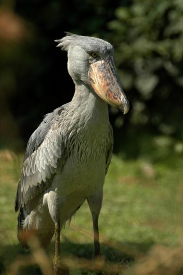 Shoe-billed Stork – Uganda