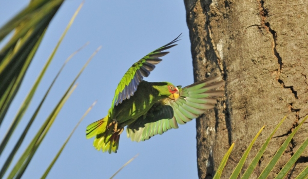 White-fronted Parrot