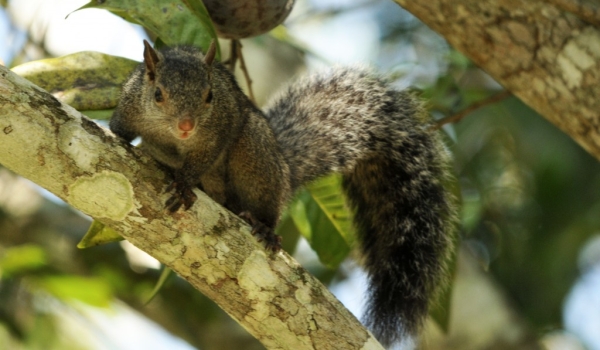 Yucatan Squirrel